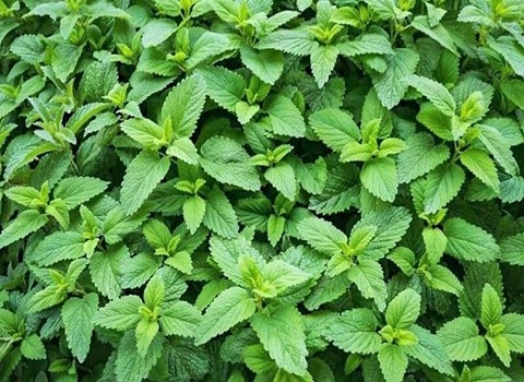 تصویر 4 از قیمت گیاه دارویی پونه با کیفیت ارزان + خرید عمده